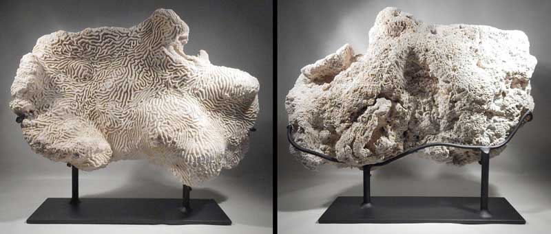 Large Natural Brain Coral Custom Display Stand Mount