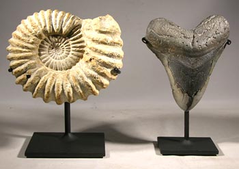 Ammonite and Megalodon Shark Tooth Custom Display Stands - Front