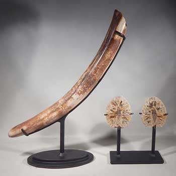 Small Mammoth Tusk and a Petrified (fossilized) Pine Cone Split Pair Custom Display Stands (front).