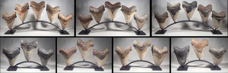 Megalodon Shark Teeth Custom Group Display Stands.