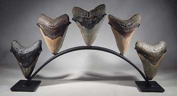 Megalodon Shark Teeth Tooth Custom Group Display Stand (front).