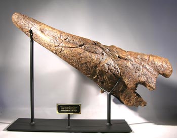 Triceratops Brow Horn Dinosaur Fossil Custom Display Stand #2