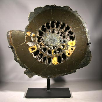 Ammonite Fossil Custom Display Stand - Back