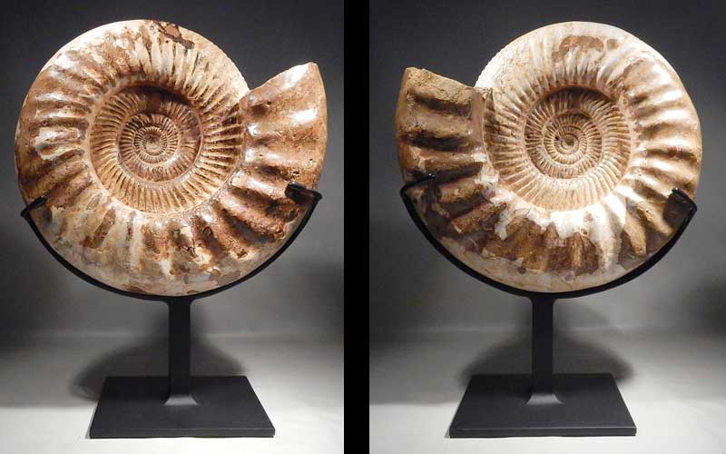 Ammonite Fossil Custom Display Stand