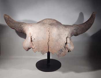 Fossilized Steppe Bison Skull Custom Display Stand.