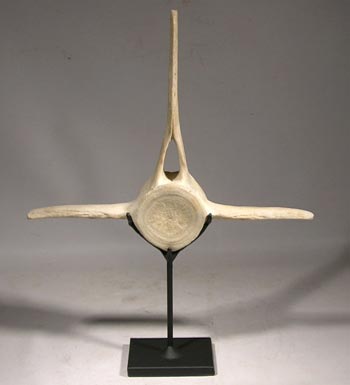 Dolphin Vertebrae Custom Display Stand