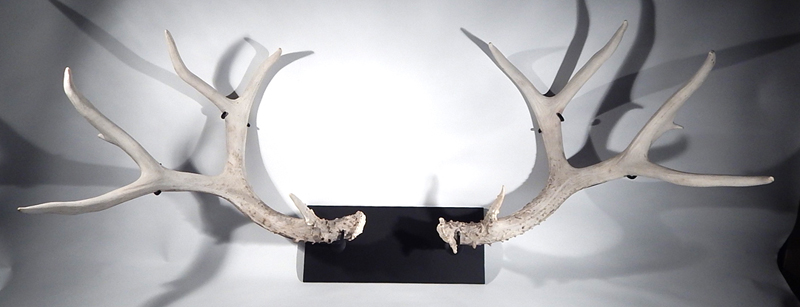 Elk Antlers Custom Wall-mount Display Stand.