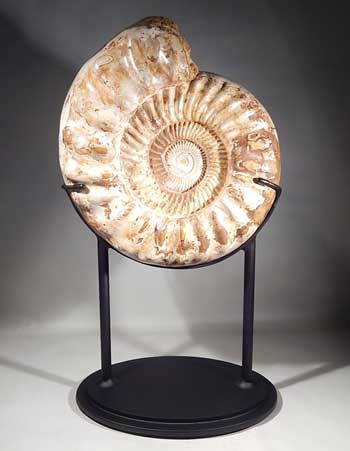 Ammonite Fossil Custom Display (front).