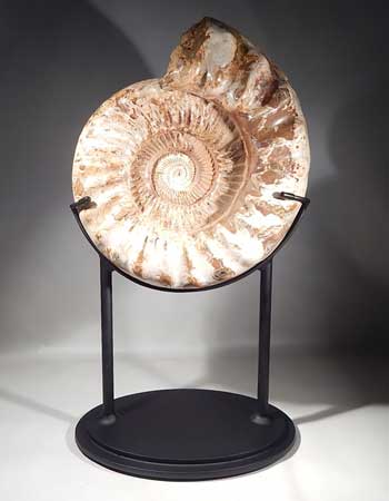 Ammonite Fossil Custom Display (back).