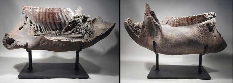Fossilized Mammoth Tooth Partial Jaw Bone Custom Display Stand Mount