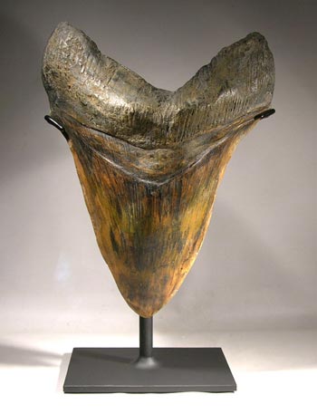 Giant Megalodon Shark Tooth Custom Display Stand - Front