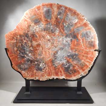 Petrified Wood Slab Cross-section Custom Display Stand (front)