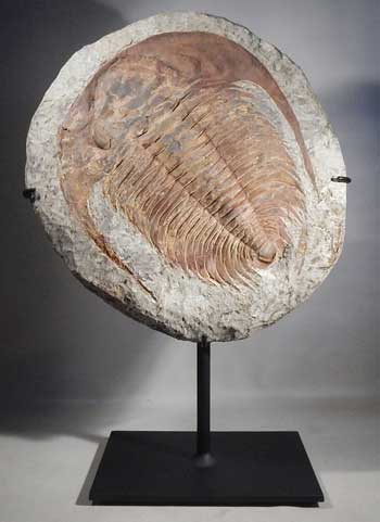 Trilobite Fossil Custom Display Stand (front).