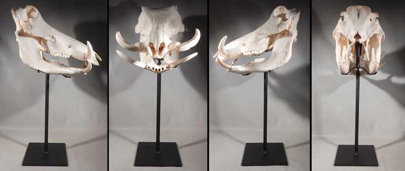 Warthog Skull Custom Display Stand